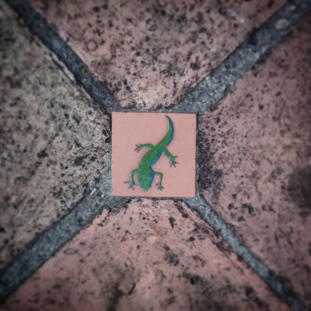 La iguana solitario del suelo casi rocoso