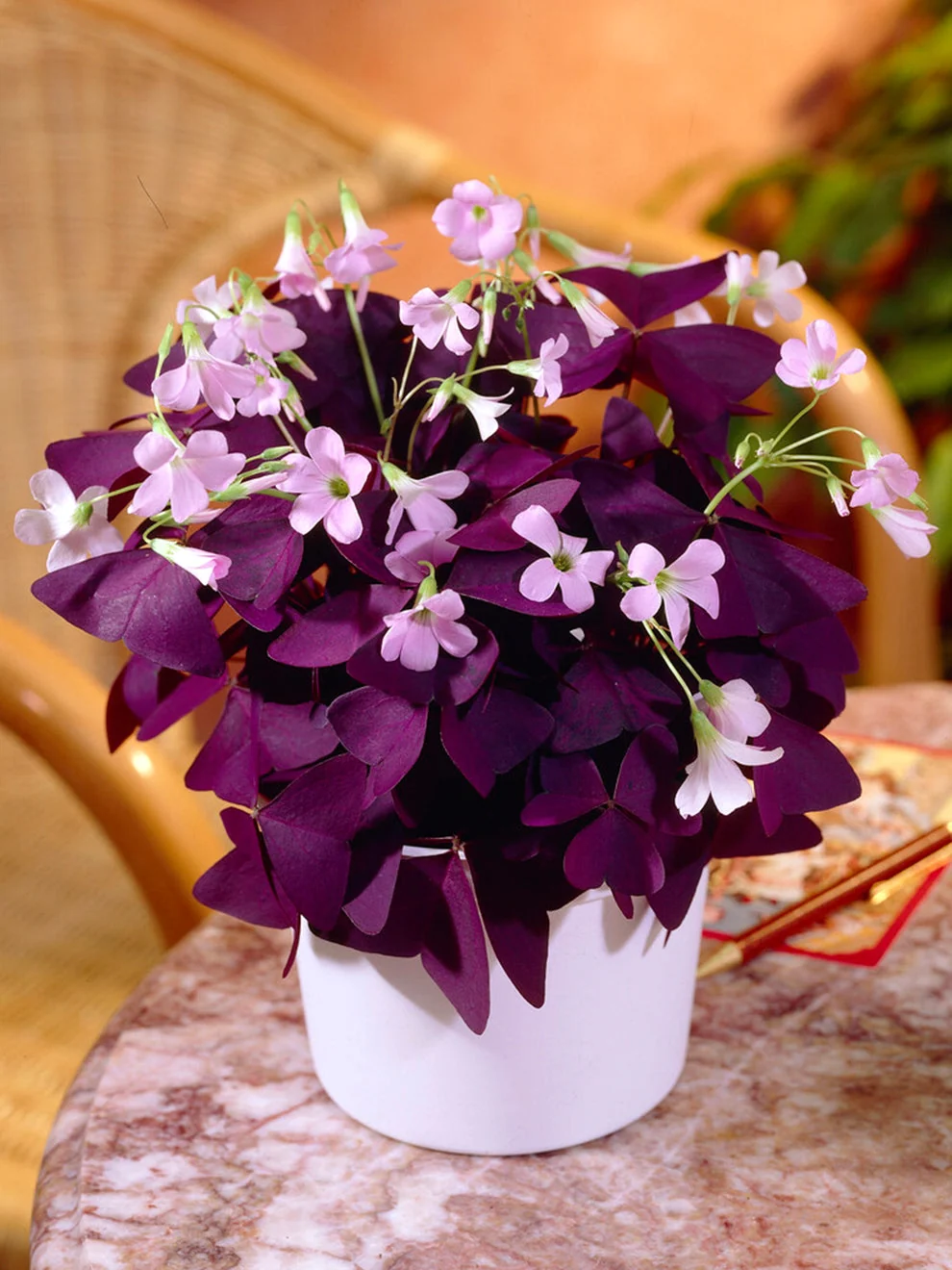 Purple Shamrock