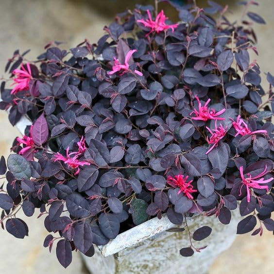 Chinese Fringe Flower