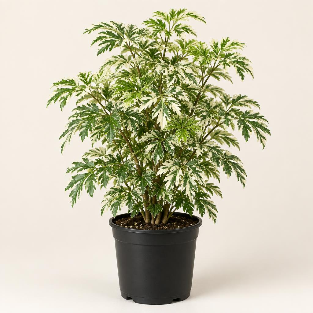 Dwarf White Aralia
