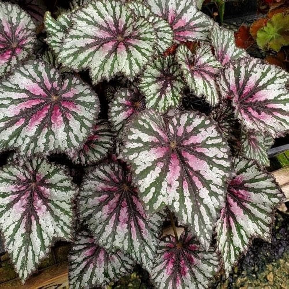 Rex Begonia