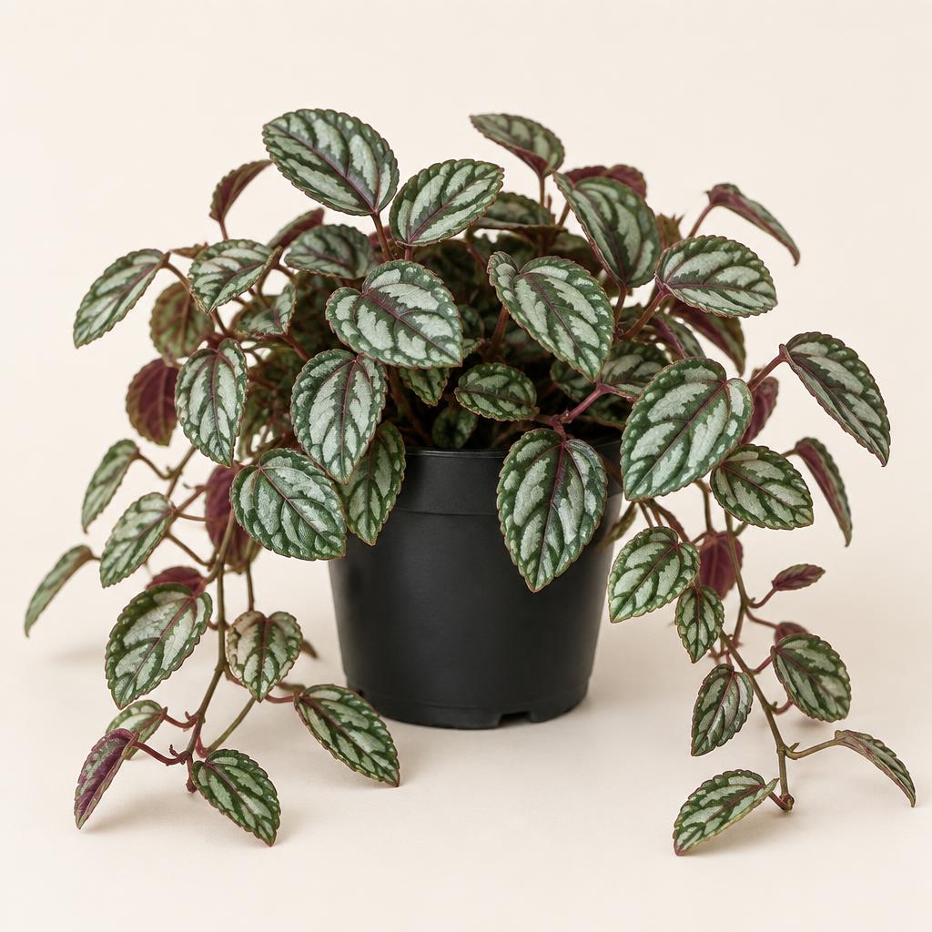 Red Flame Ivy