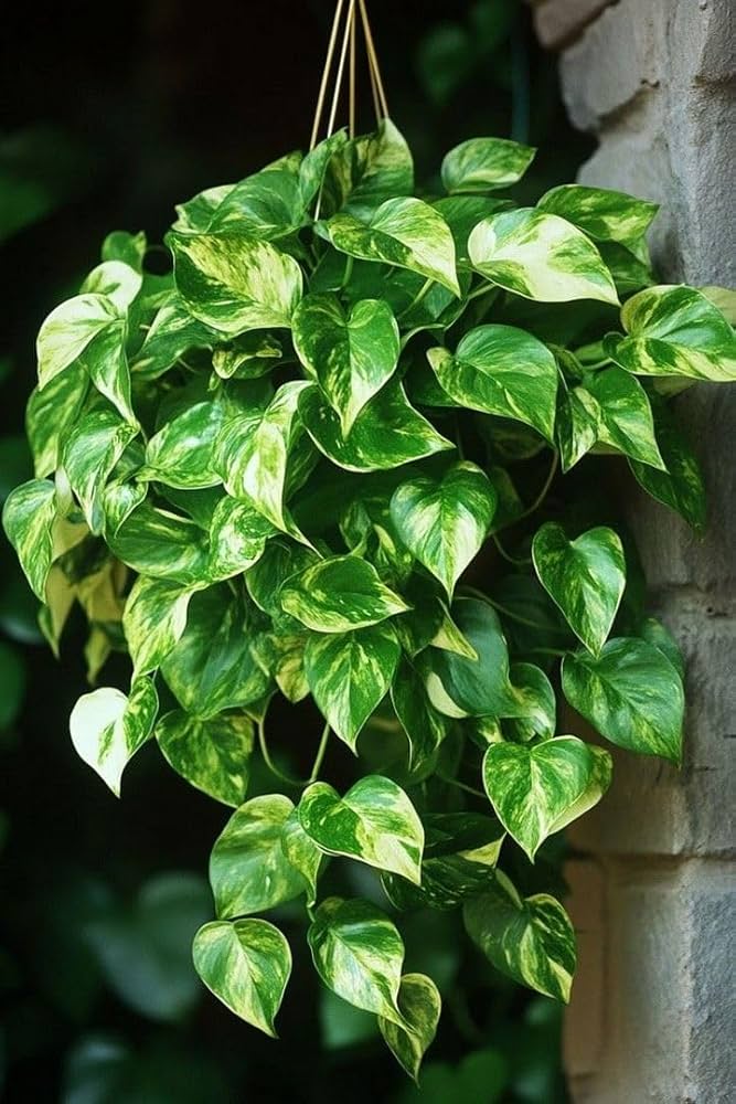 Variegated Pothos
