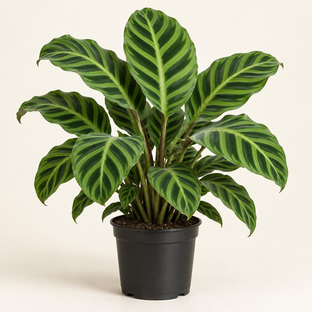 Zebra Plant