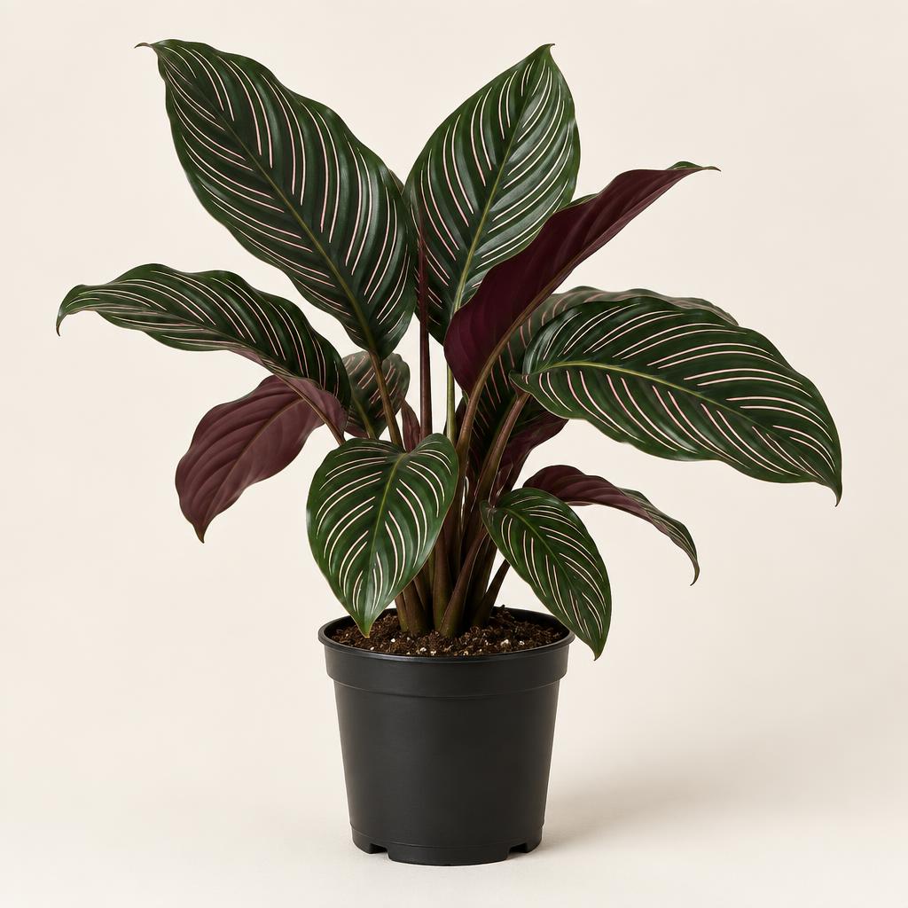 Pinstripe Calathea