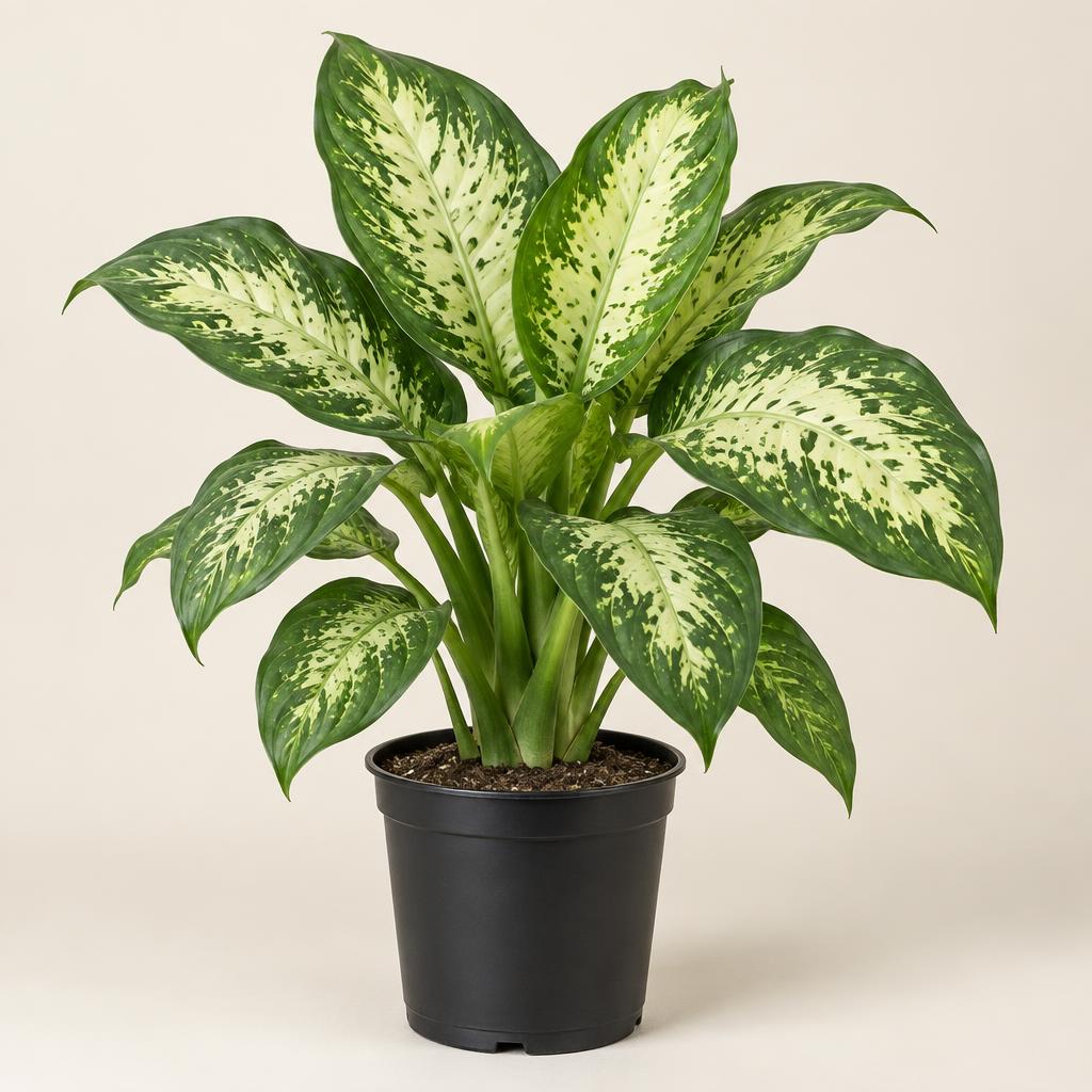 Dumb Cane