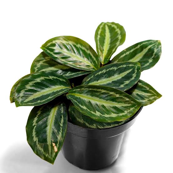 Medallion Calathea