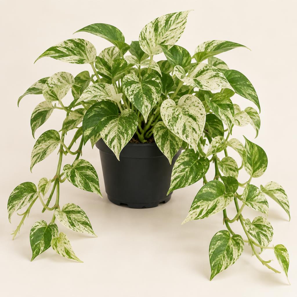 Marble Queen Pothos