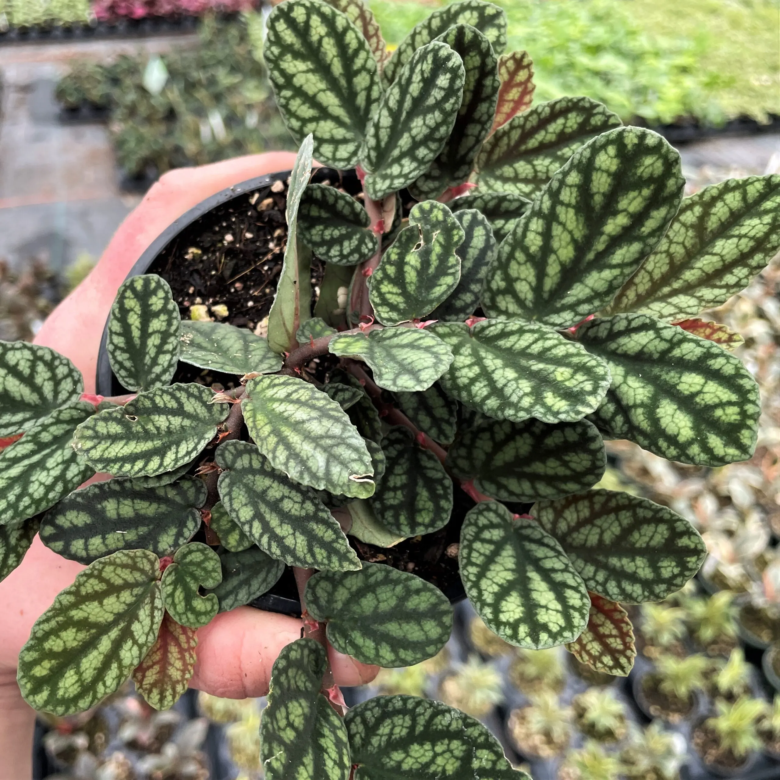 Watermelon Begonia