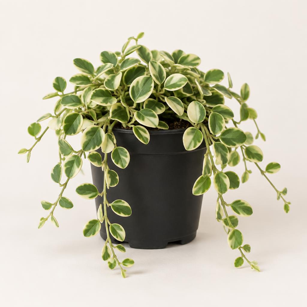Variegated Dischidia — Dischidia oiantha