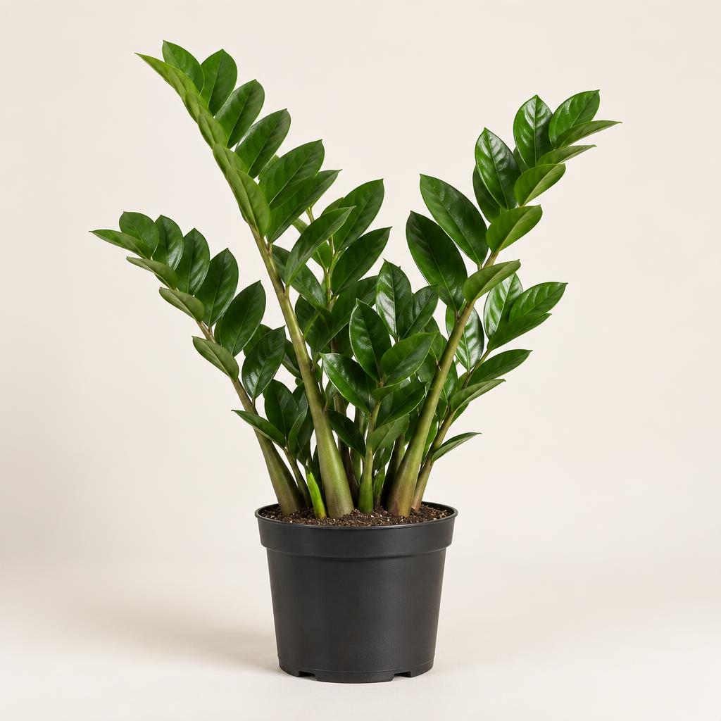 ZZ Plant