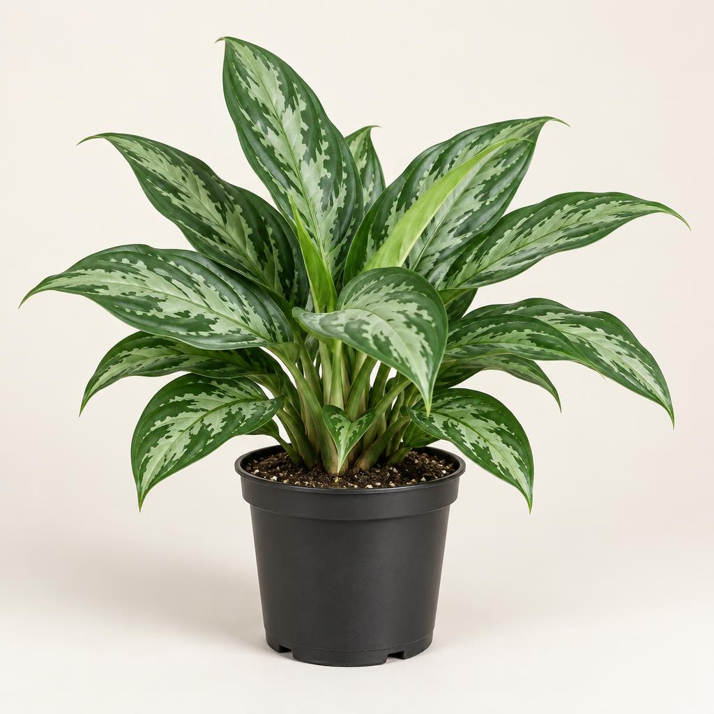 Aglaonema
