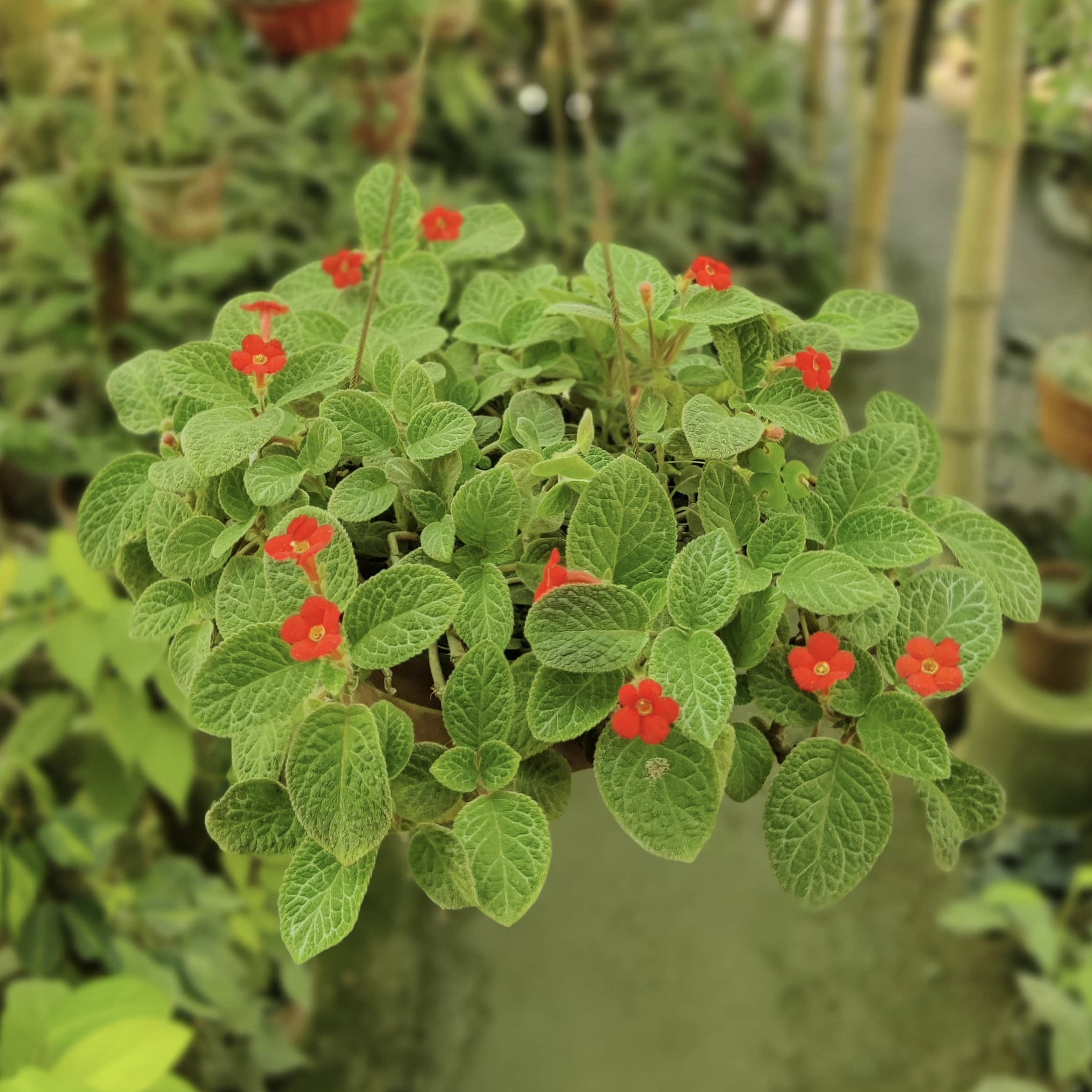 Flame Violet