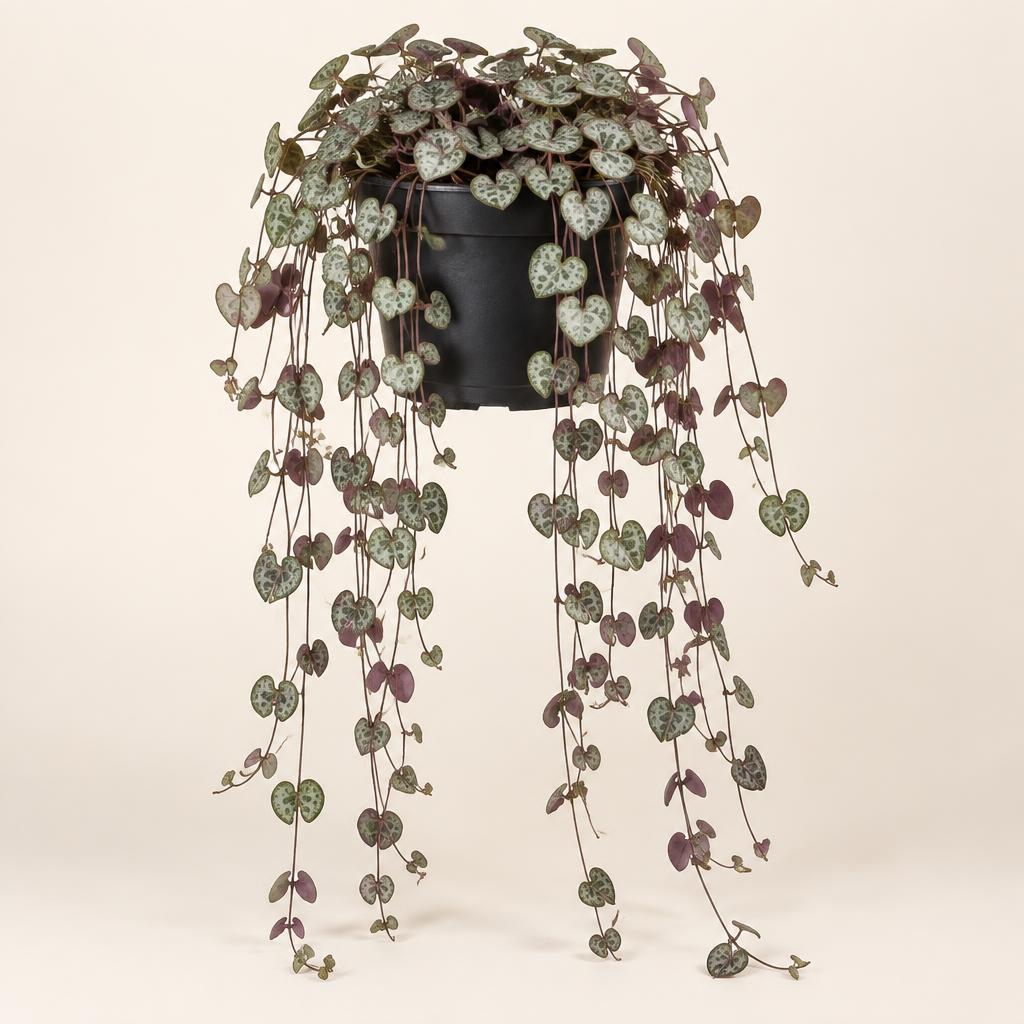 String of Hearts