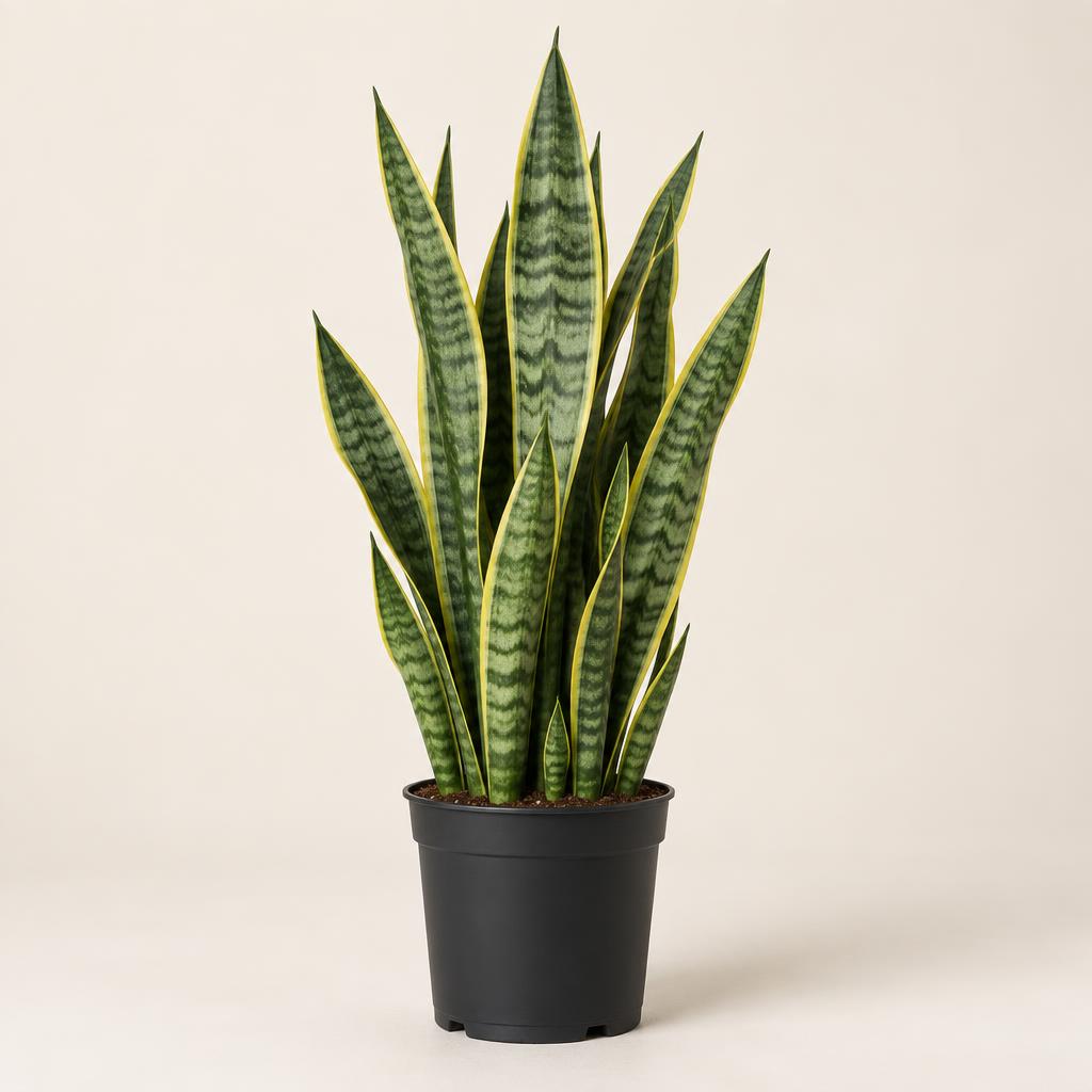 Snake Plant