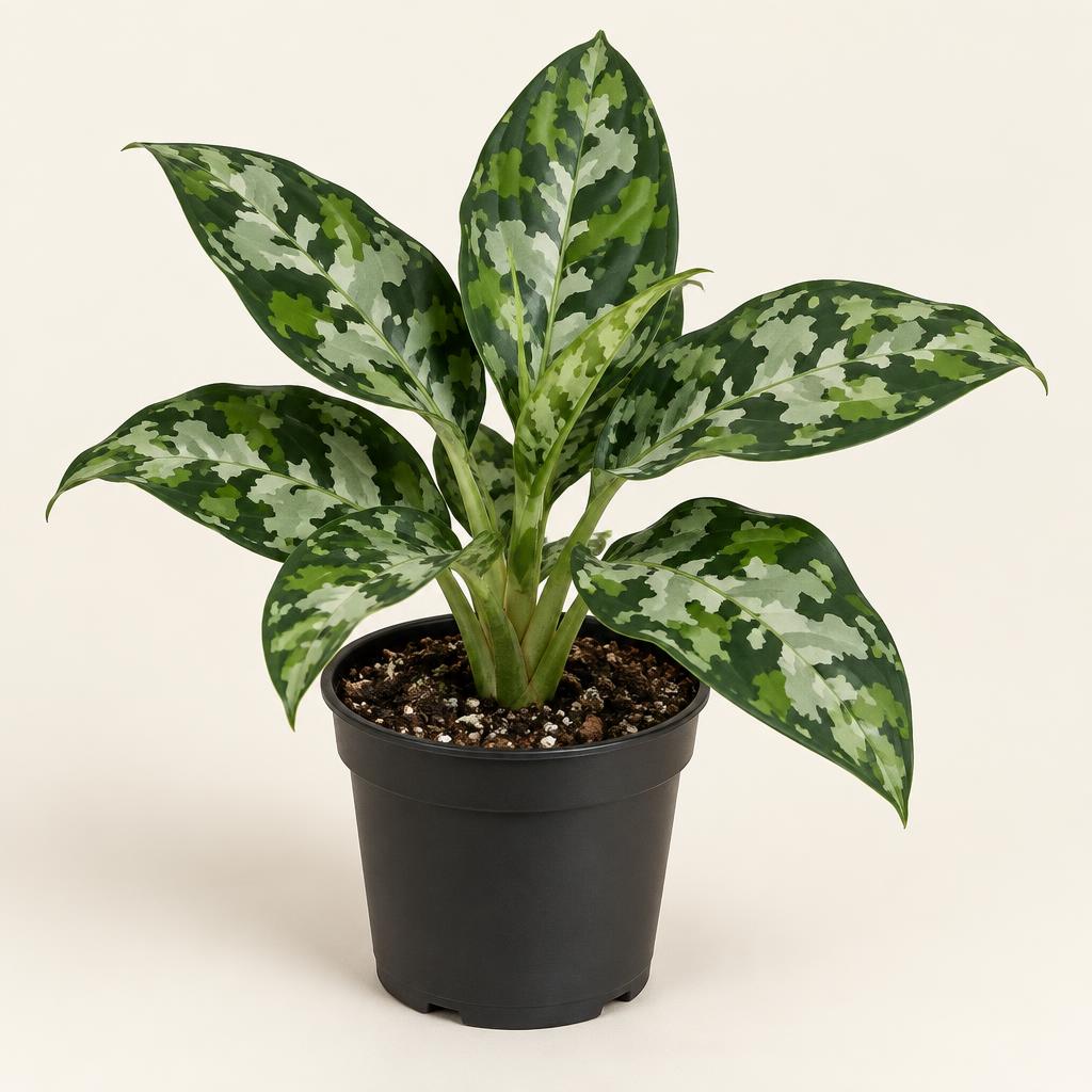 Aglaonema Pictum Tricolor