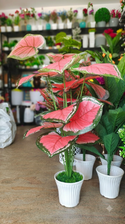 Artificial Pink Caladium Plant – Large