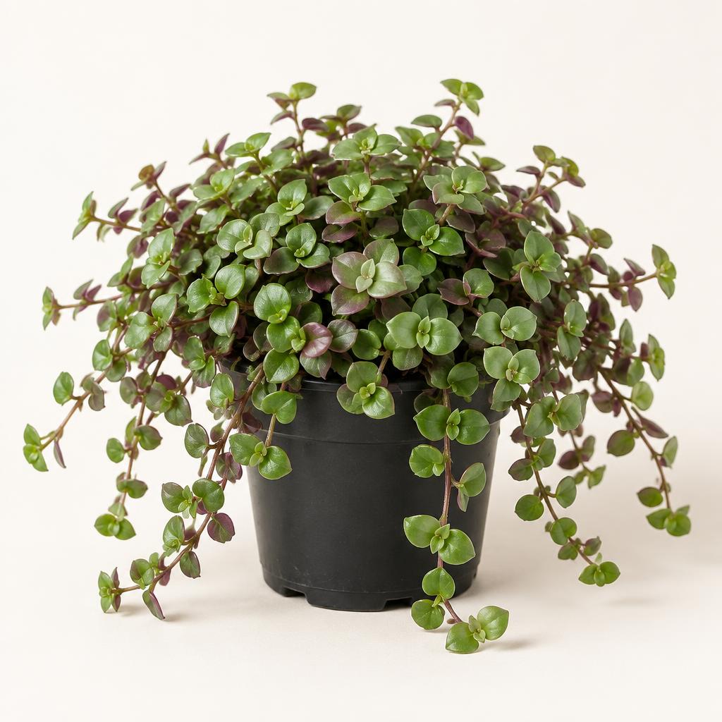 Turtle Vine-Callisia repens