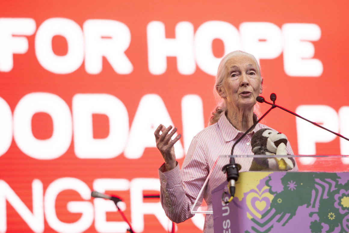 Dr. Jane Goodall - A Sziget Nagyszínpadáról közös felelősségünkre szólított fel | ClimeNews Dr. Jane Goodall - A Sziget Nagyszínpadáról közös felelősségünkre szólított fel | ClimeNews