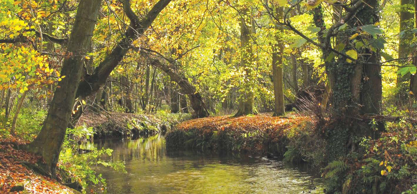 Riverine woodland along the River Wey near Headley Park, southern England. © John Spooner (CC BY-NC 2.0) Inkább védd meg az erdőt, mint csak ültess hiába! | ClimeNews - Hírportál