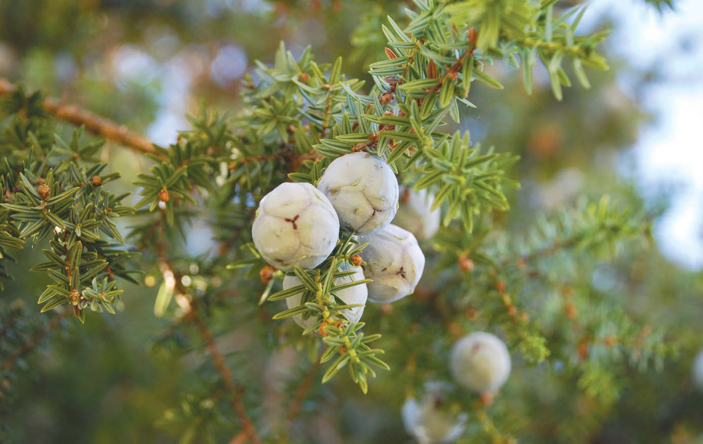 In Europe, the Syrian Juniper Juniperus drupaceae is restricted to the Peloponnese Peninsula in Greece | © Magda Bou Dagher / www.lebanon-flora.orgar Inkább védd meg az erdőt, mint csak ültess hiába! | ClimeNews - Hírportál
