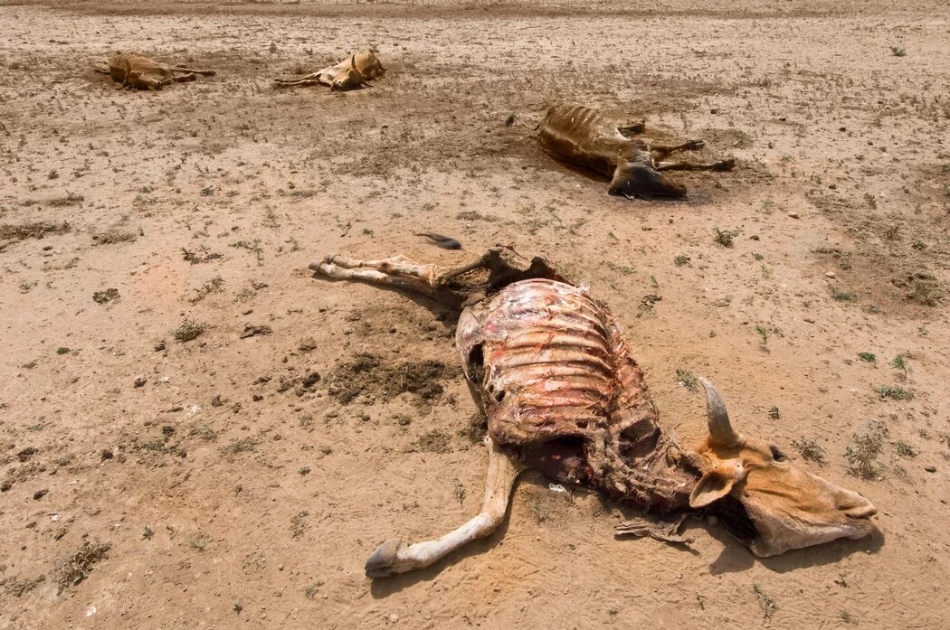 Alkalmazkodás a várható klímakatasztrófához | ClimeNews - Hírportál | The effect of drought on cows in Ethiopia. Photo: TheImage / Alamy Stock Photo Alkalmazkodás a várható klímakatasztrófához | ClimeNews - Hírportál | The effect of drought on cows in Ethiopia. Photo: TheImage / Alamy Stock Photo