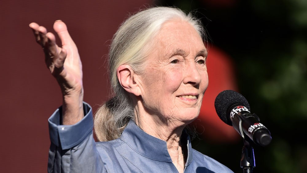 Jane Goodall - Nem söpörhetjük az emberi népesedés kérdését a szőnyeg alá | ClimeNews Jane Goodall - Nem söpörhetjük az emberi népesedés kérdését a szőnyeg alá | ClimeNews