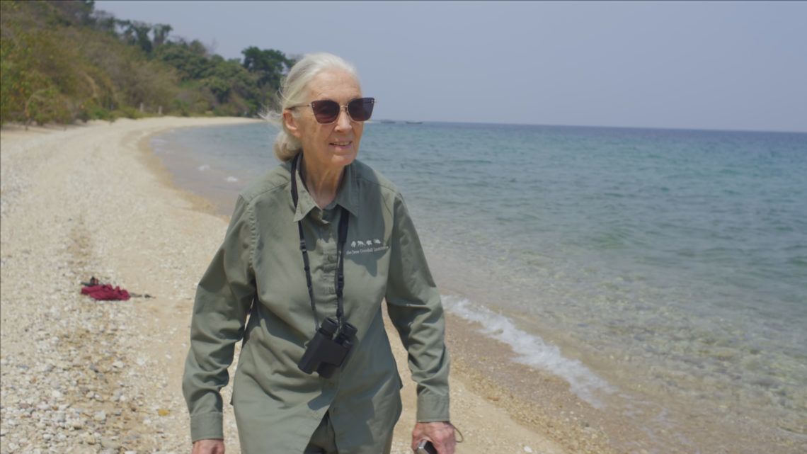 Jane Goodall: A koronavírus-járványból is van mit tanulni | ClimeNews Jane Goodall: A koronavírus-járványból is van mit tanulni | ClimeNews
