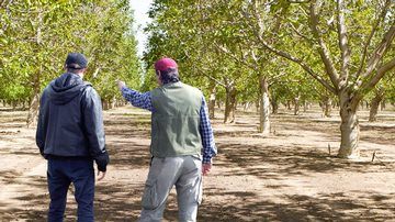 California Walnut Industry Expects Quality Crop Early