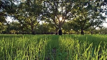 California Walnut Industry Elections