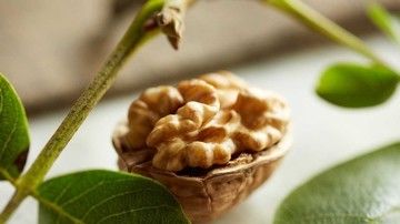 Walnuts and Cognition: A Popular Subject