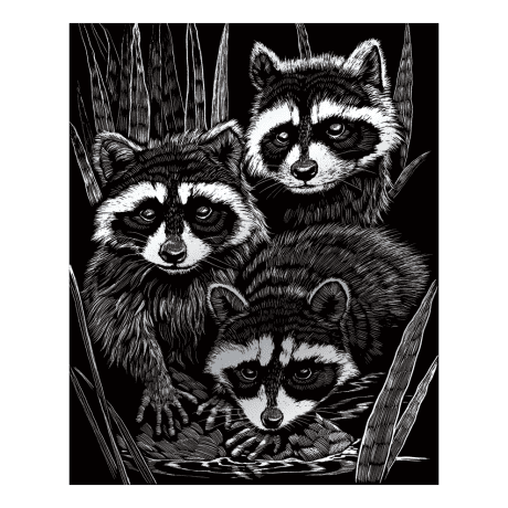 Silver - Raccoons