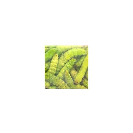 Magic® Preserved Wax Worms