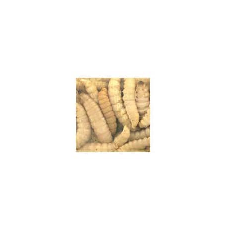 Magic® Preserved Wax Worms