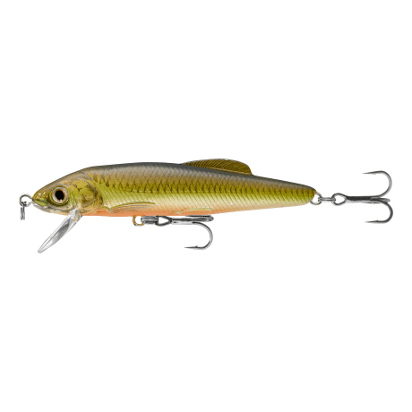 Gold Perch - 2-1/2