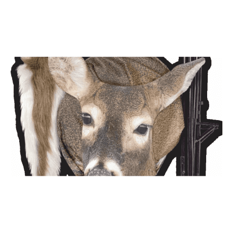Montana Trixie Whitetail Doe