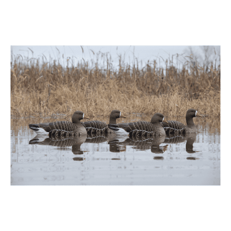 Avian X® Topflight Specklebelly Floating Goose Decoy