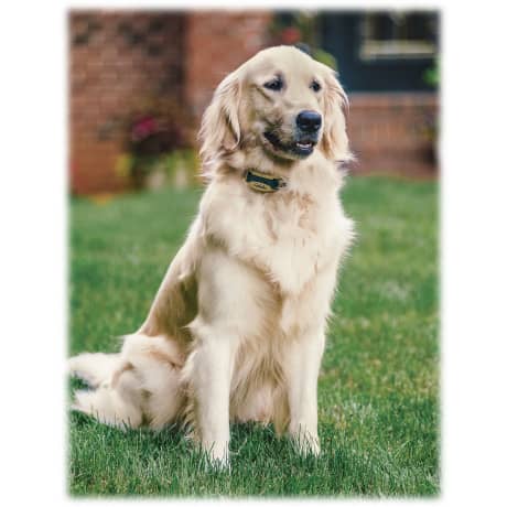Cabela's® GunDog Extra Collar for In-Ground Fence Pet System