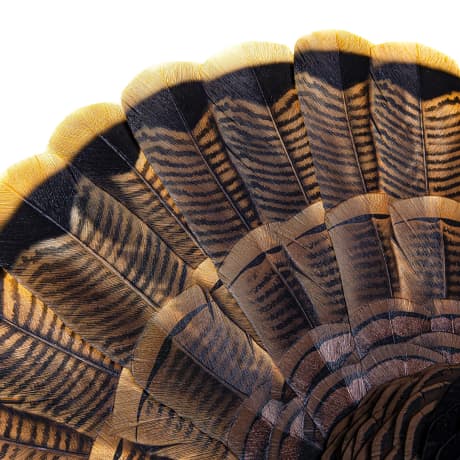 Avian-X® HDR Strutter w/ X-Factor