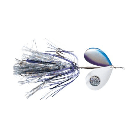 Purple Cisco