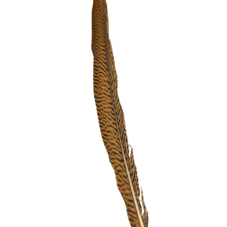 SHOR Golden Pheasant Tail Feather
