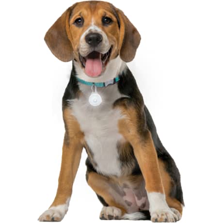 Nite Ize SpotLit® Rechargeable Collar Light