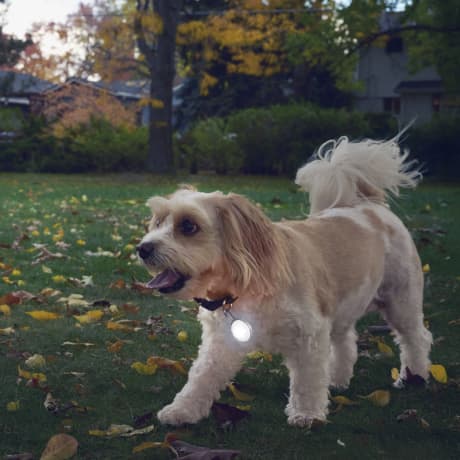 Nite Ize SpotLit® Rechargeable Collar Light