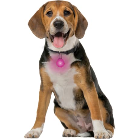 Nite Ize SpotLit® Rechargeable Collar Light