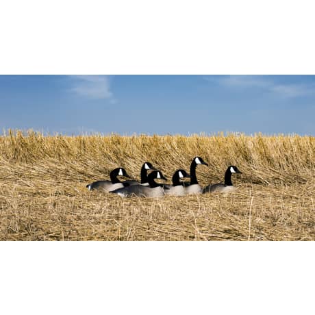 Higdon Standard Canada Goose Shells