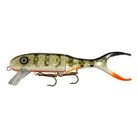 Orange Belly Perch
