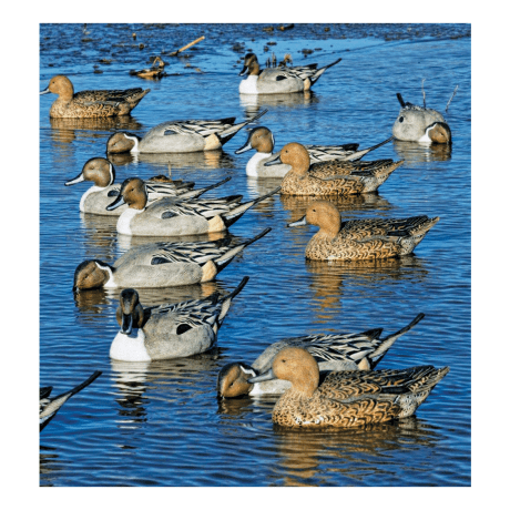 Avian-X Topflight Pintail Decoys – 6-Pack