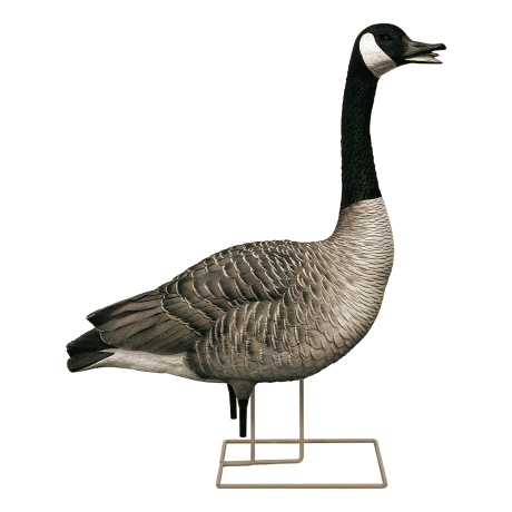Avian-X Honker Goose Decoy Fusion Pack