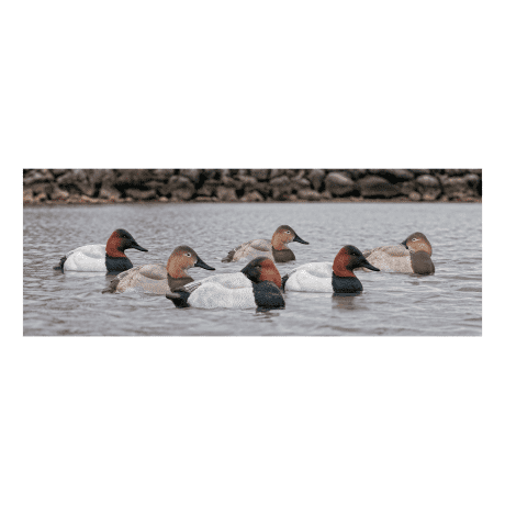 Avian-X Topflight Canvasback Duck Decoys – Six-Pack - In The Field