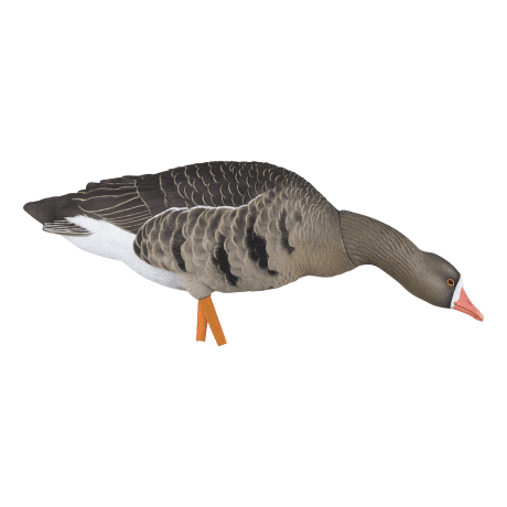 Avian-X AXP Specklebelly Fusion Pack - Stretched-Neck Feeder